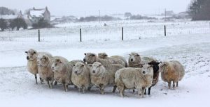 Sheep in Winter